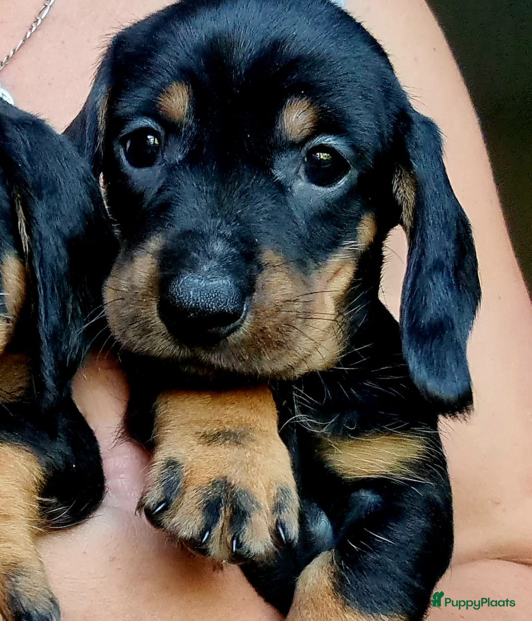 Ruwhaar Teckel honden te koop: Standaard ruwhaar teckel  - Afbeelding 27