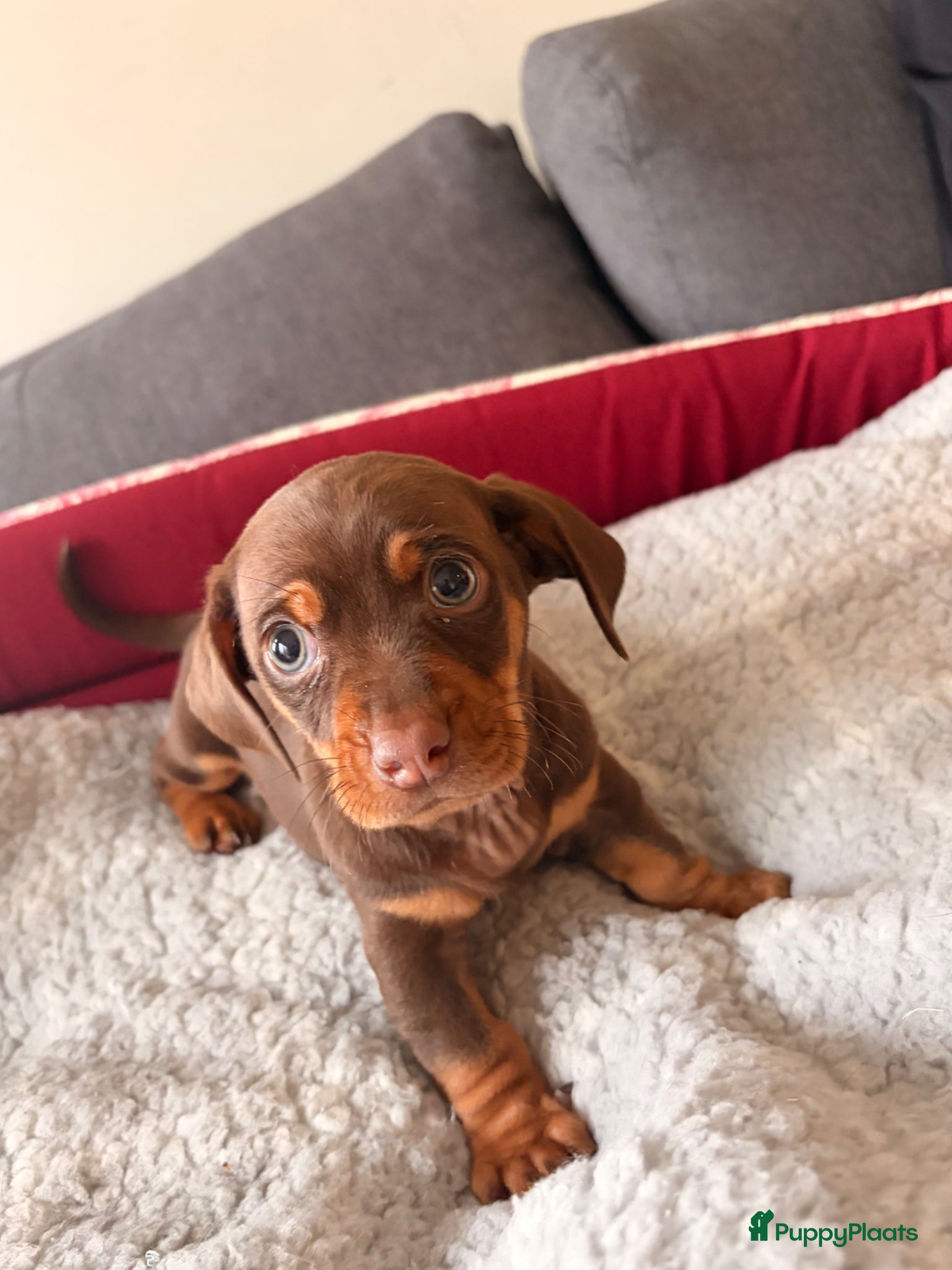 Teckel (korthaar)  honden Kanichen teckel pups zijn opzoek naar gouden mand. - Advertentie 3