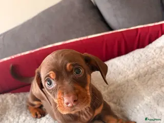 Teckel (korthaar) honden Kanichen teckel pups zijn opzoek naar gouden mand. - Advertentie 3