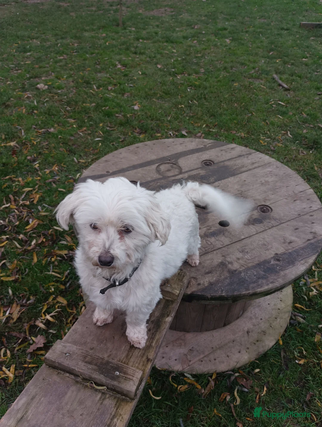 Maltipoo honden te koop: Maltipoo pups beschikbaar  - Advertentie 9
