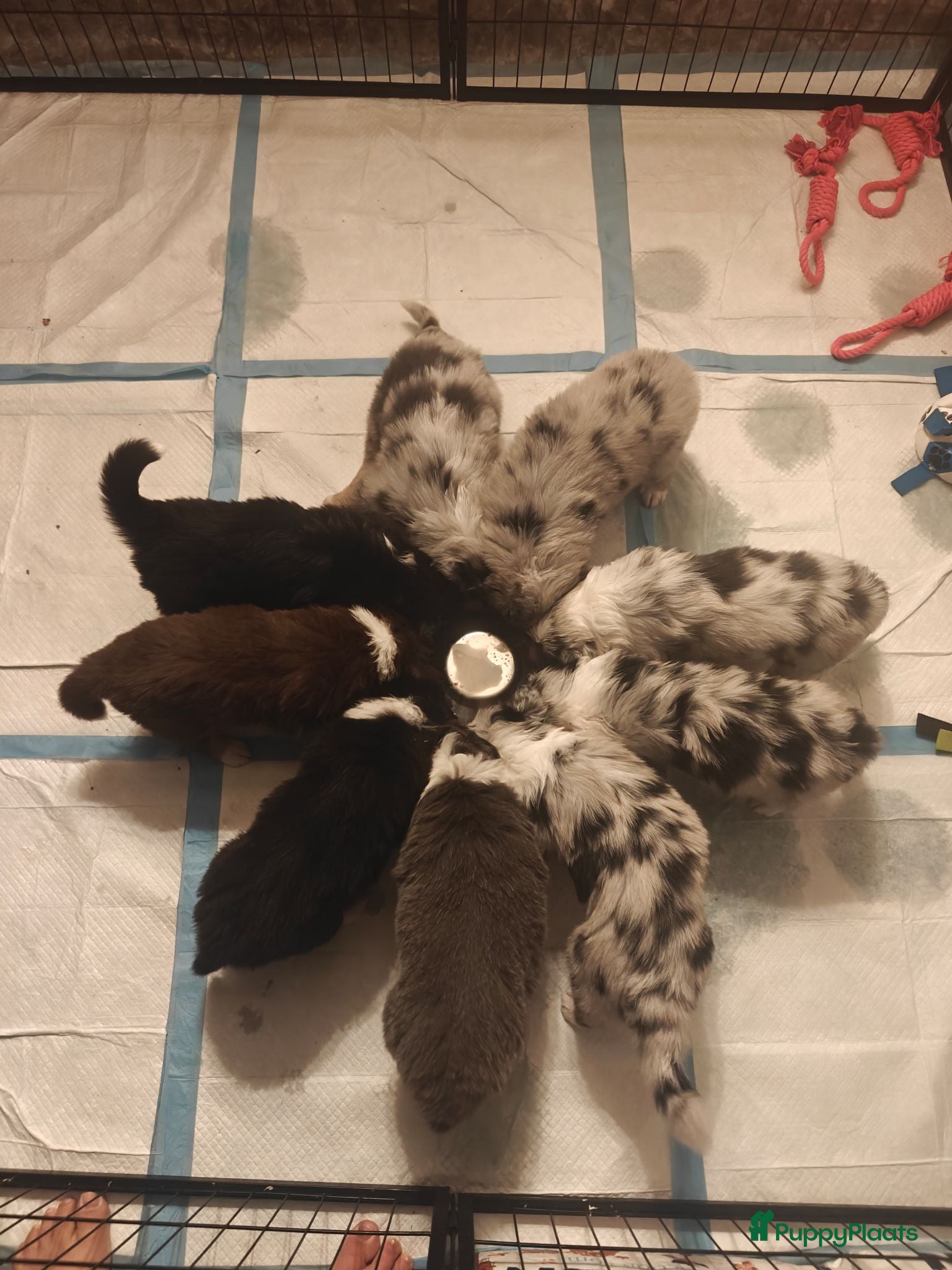 Australian Shepherd honden Australische herder puppy's  - Advertentie 14