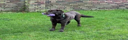 Labrador Retriever honden te koop: Nestaankondiging choco Labrador pups - Advertentie 7