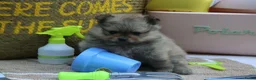 Pomeriaan honden te koop: Mooie pomeranian/ dwergkees pups met fci stamboom - Advertentie 12