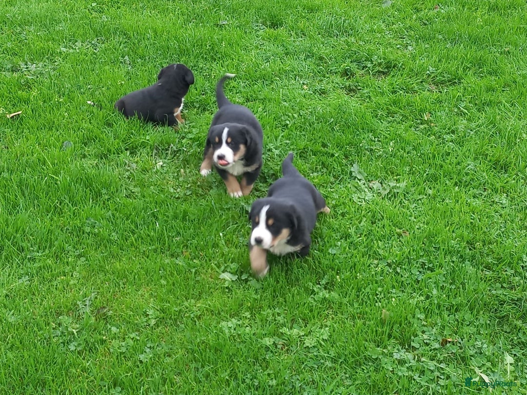 Grote Zwitserse Sennenhond honden te koop: Grote Zwitserse Sennenhond pups, raszuiver - Advertentie 7