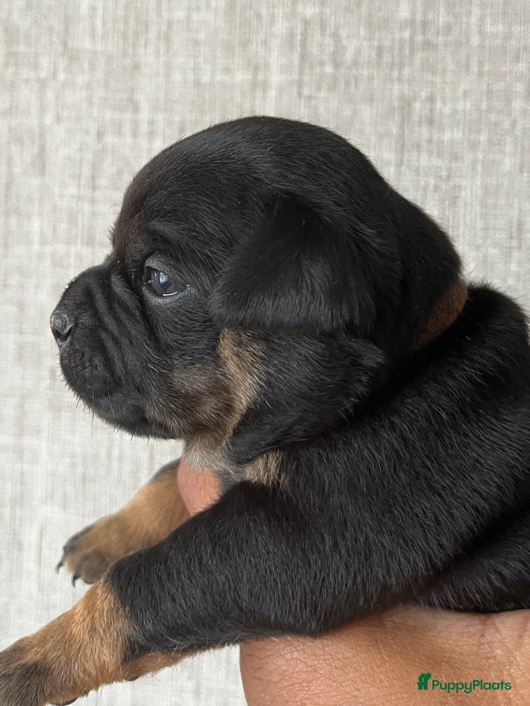 Dwergpinscher honden te koop: Carlin Pinscher Puppy’s te koop - Afbeelding 13