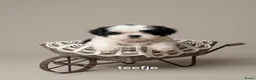 Kruising honden te koop: Mooie  kleine blijvende Boomers tekoop - Advertentie 5