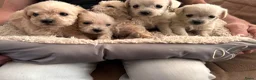 Kruising honden te koop: Chipoo Lieve rustige X toy poedel en chiwawa in Eindhoven - Advertentie 5