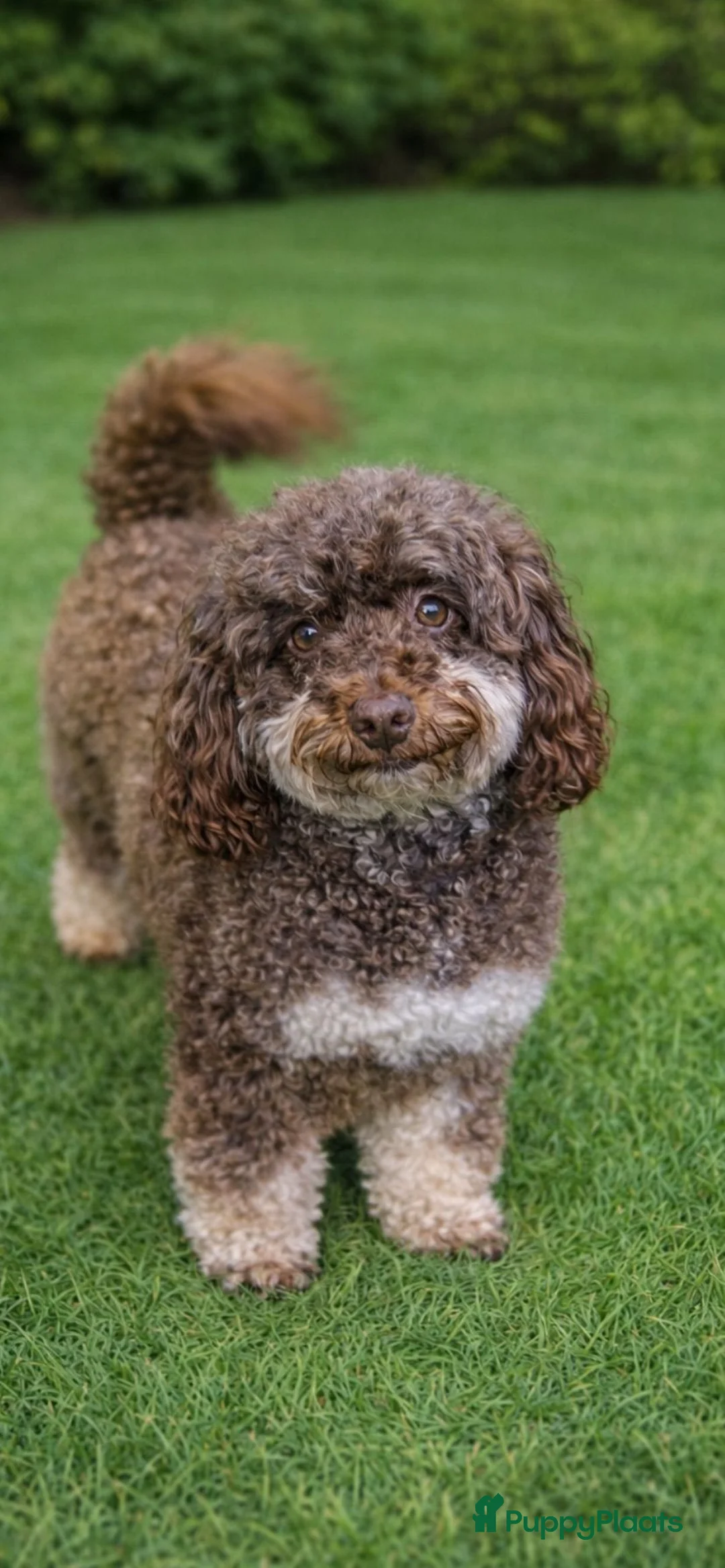 Poedel Toy honden te koop: Toy poedel  - Advertentie 2