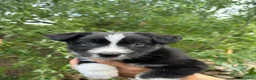 Australian Shepherd honden te koop: Aussie pups - Advertentie 7