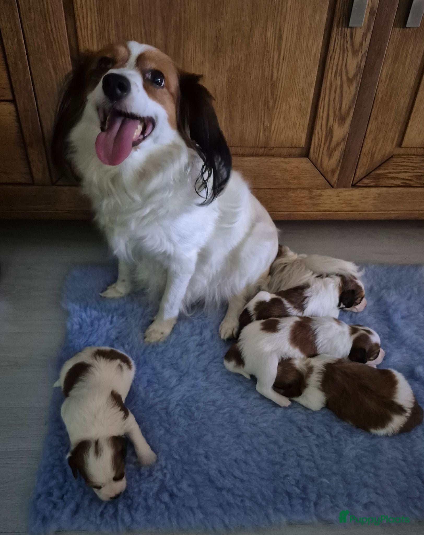 Kooikerhondje honden  Kooikerhondje puppy's /Kooiker pups, Kooikerhond  - Advertentie 16