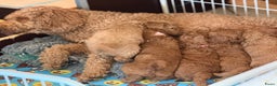Goldendoodle honden te koop:  Prachtige F3 Doodle Pups van Roos & Sem - Advertentie 15