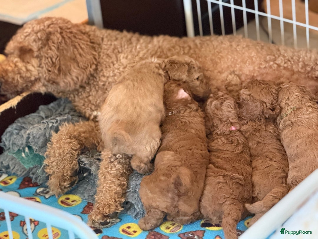 Goldendoodle honden te koop:  Prachtige F3 Doodle Pups van Roos & Sem - Advertentie 15