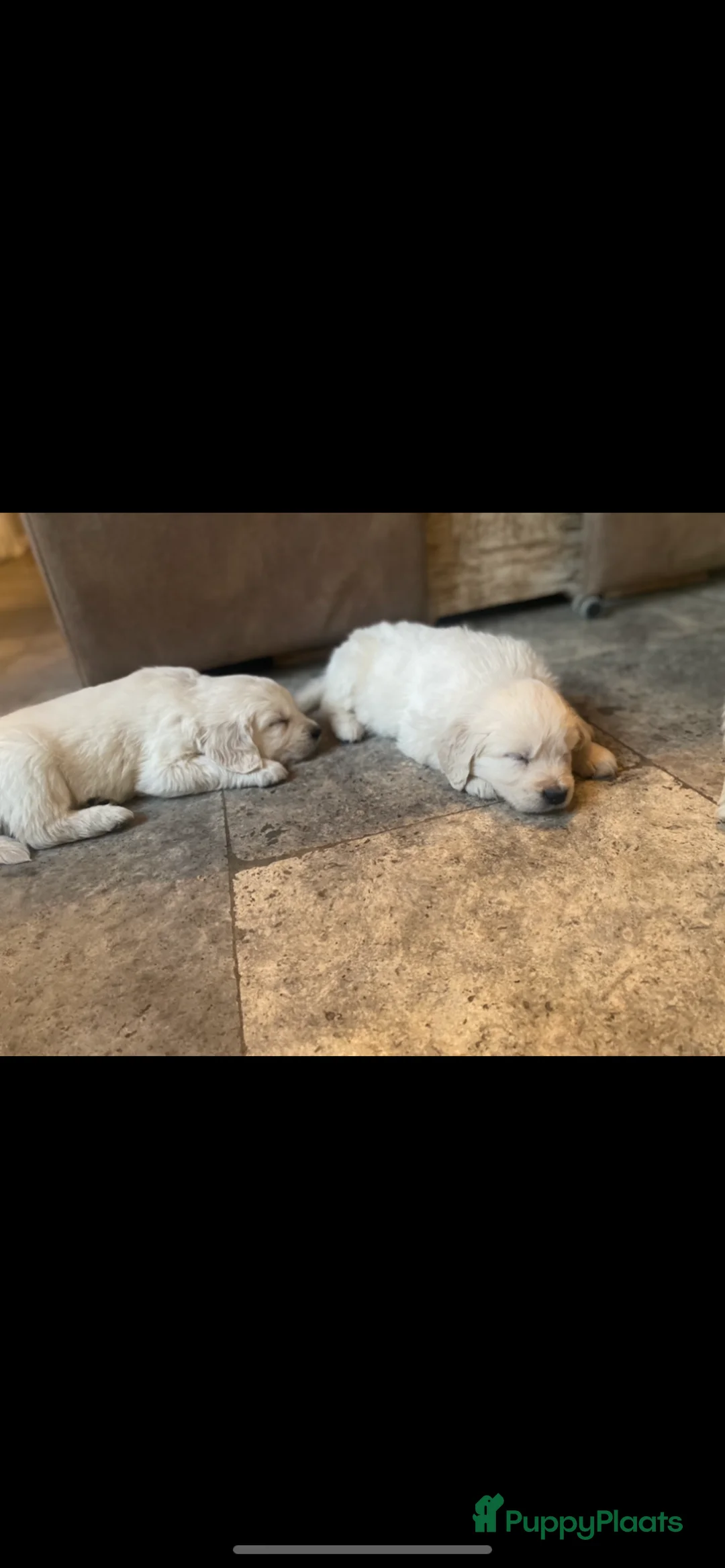 Golden Retriever honden te koop: Golden retiever pups - Advertentie 18