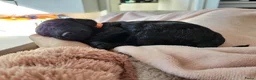 Poedel honden te koop: Middenslag poedel pups in Wernhout - Advertentie 3