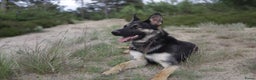 Duitse Herder honden te koop: Topkwaliteit Duitse Herder Pups - Advertentie 7