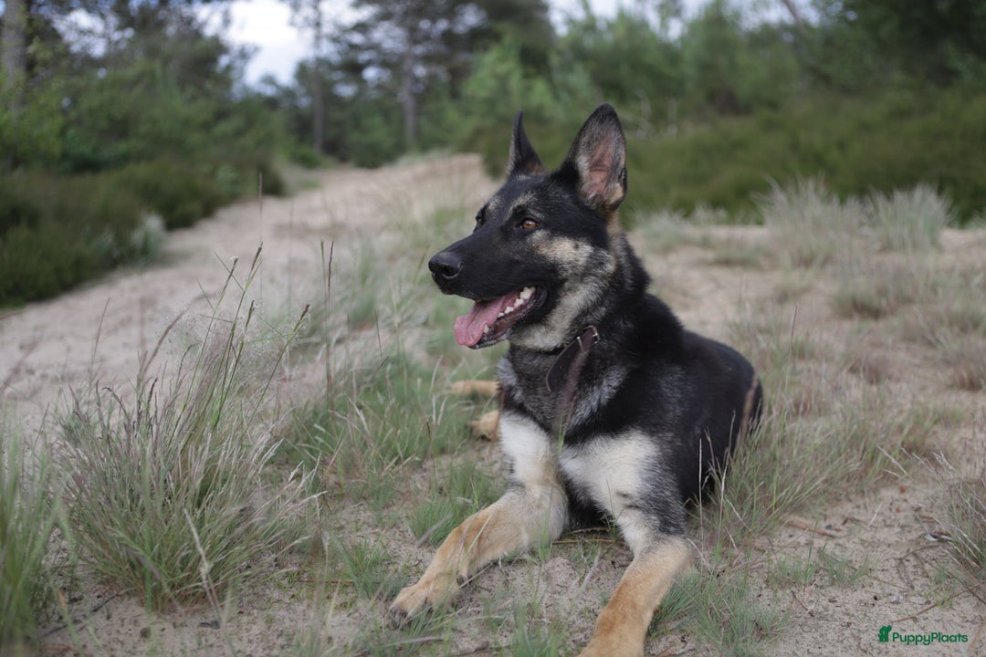 Duitse Herder honden te koop: Topkwaliteit Duitse Herder Pups - Advertentie 7