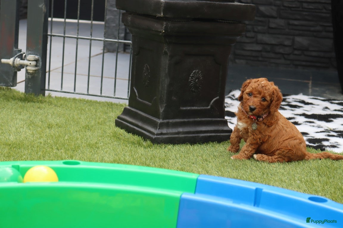 Australian Labradoodle honden te koop:  6 lieve Mini/medium Australian labradoodle pups - Advertentie 14