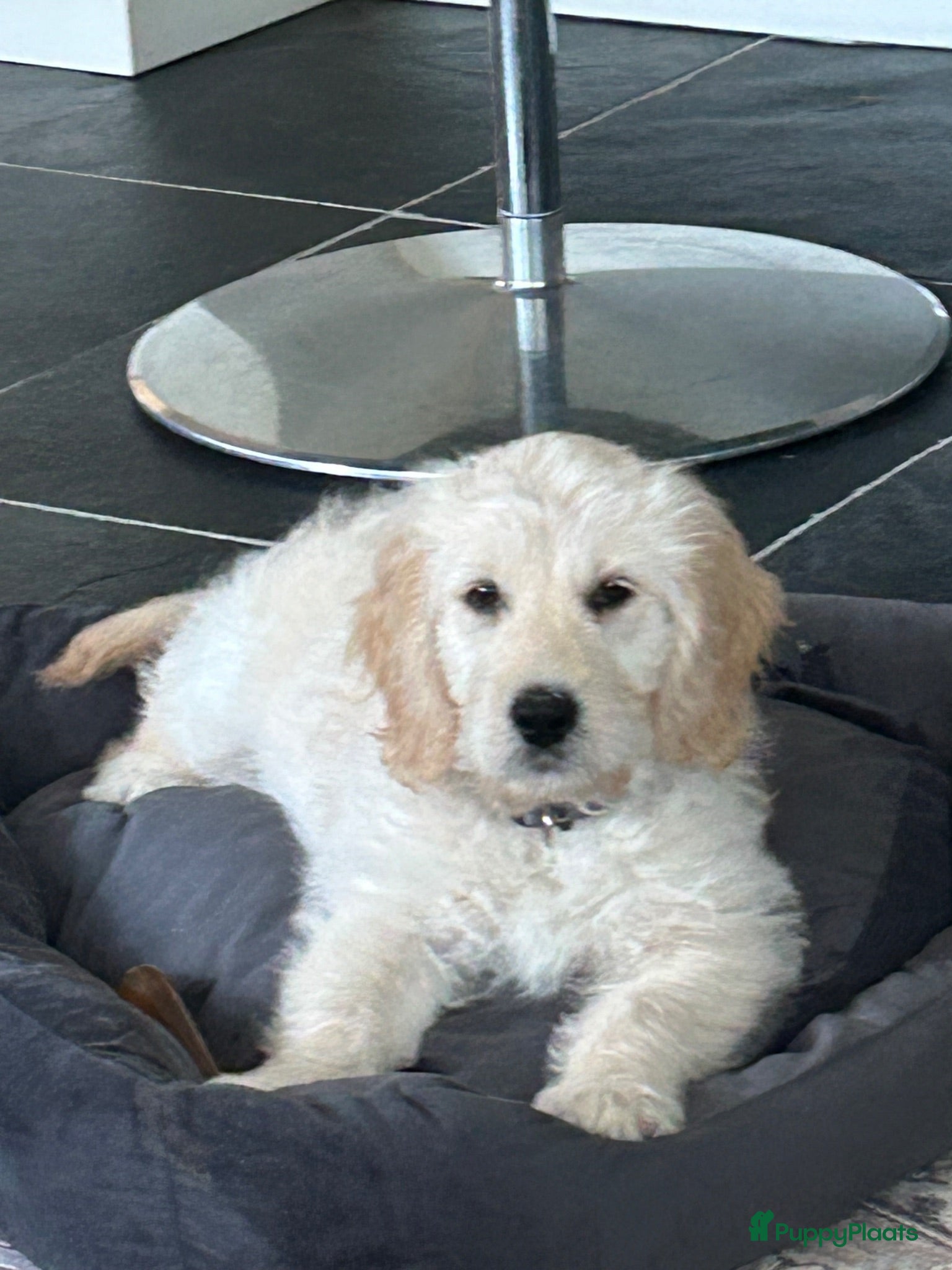 Kruising honden Pup goldendoodle zoekt liefdevol nieuw thuis - Advertentie 2