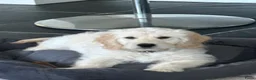 Kruising honden te koop: Pup goldendoodle zoekt liefdevol nieuw thuis - Advertentie 1