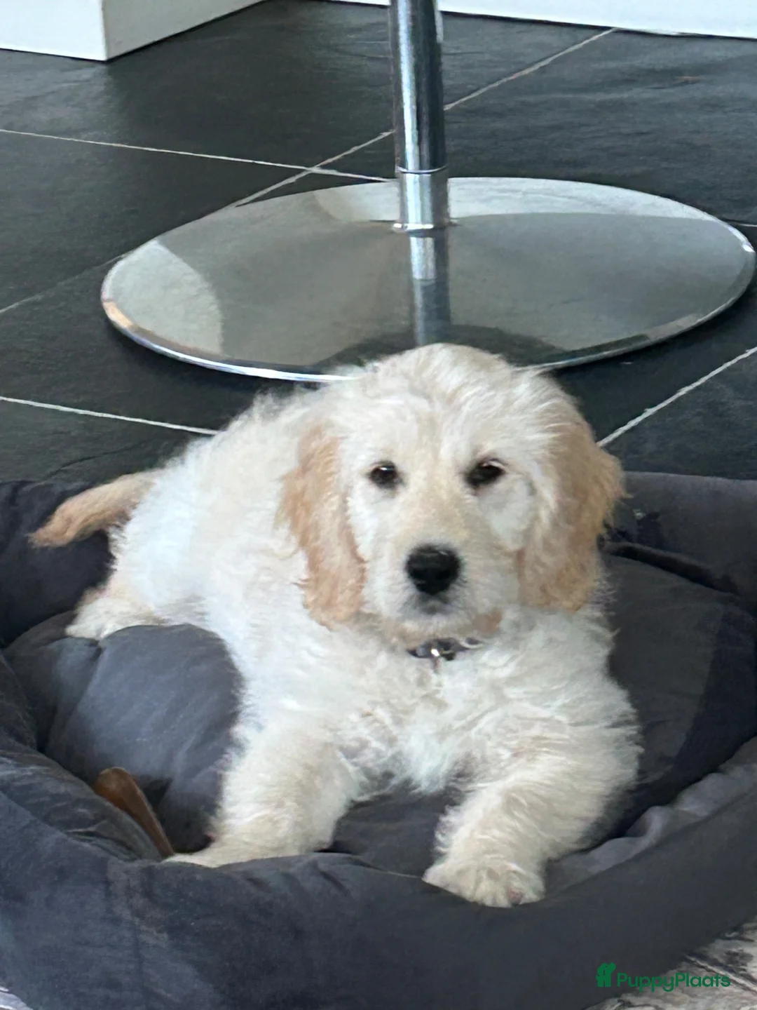 Kruising honden te koop: Pup goldendoodle zoekt liefdevol nieuw thuis - Advertentie 1