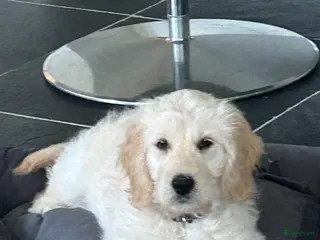Kruising honden Pup goldendoodle zoekt liefdevol nieuw thuis - Advertentie 2