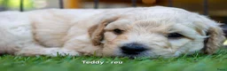 Labradoodle honden te koop: Poedel outcross pups | DNA-geteste ouderdieren - Advertentie 9