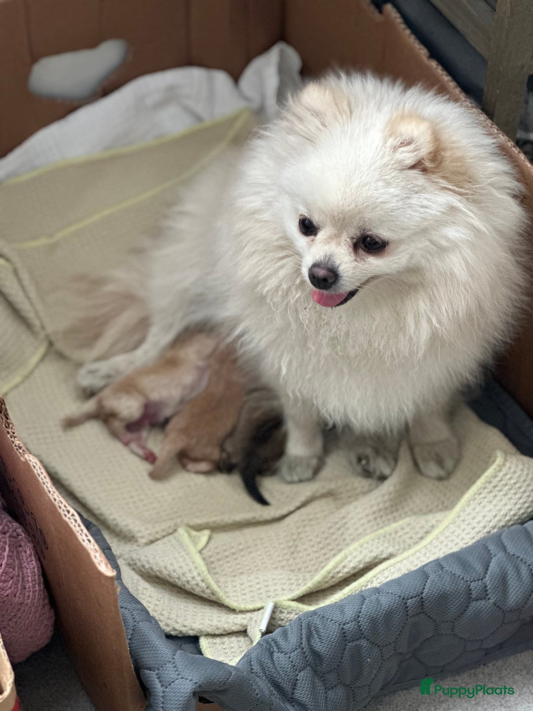 Pomeriaan honden te koop: Pomeriaan puppy’s  - Advertentie 13