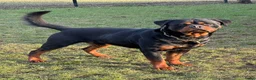 Rottweiler honden te koop: Prachtige Rottweilerpups  - Advertentie 20