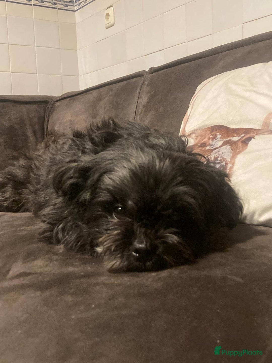 Kruising honden te koop: Kruising Boomer chihuahua !!nog twee beschikbaar!! - Advertentie 23