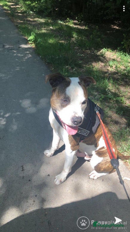American Staffordshire Terriër honden americaanse stafford reu ter beschikking (shertogenbosch) in Nijkerk - Advertentie 15