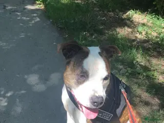 American Staffordshire Terriër honden americaanse stafford reu ter beschikking (shertogenbosch) in Nijkerk - Advertentie 5