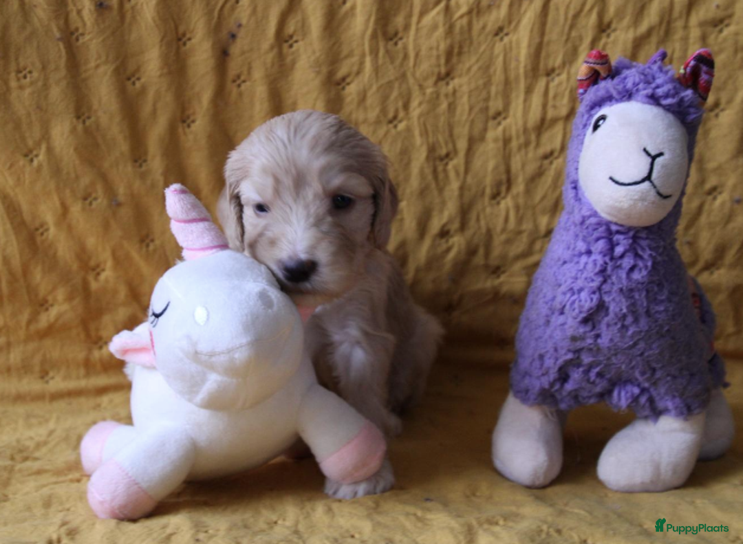 Barbet honden te koop: Barbet pups - Advertentie 19