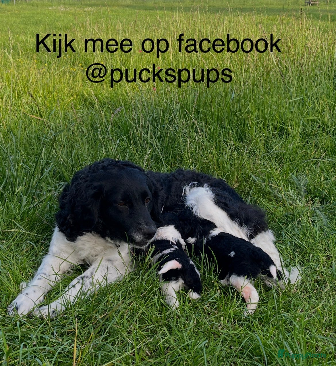 Friese Stabij honden Friese Stabij pups - Advertentie 1