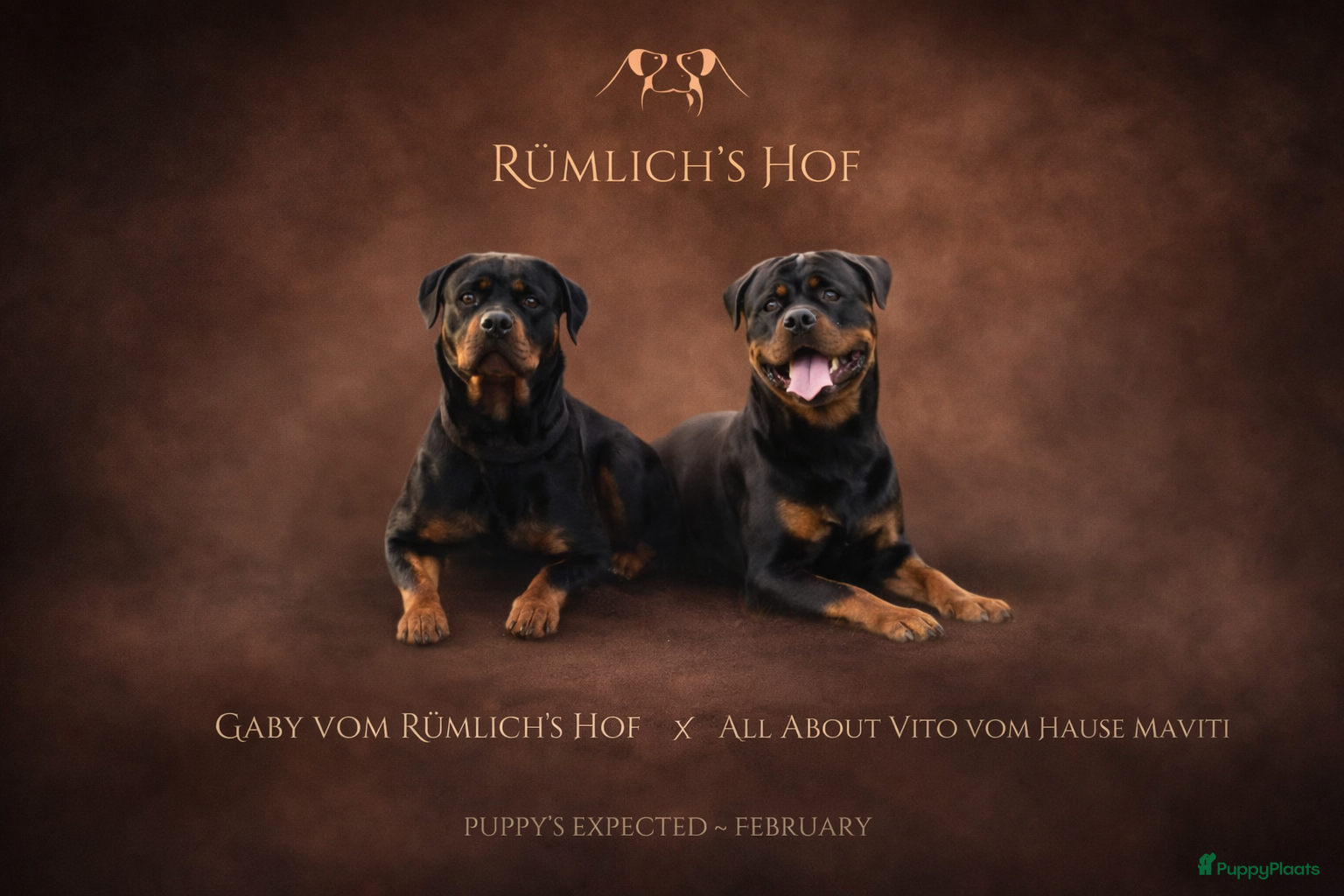 Rottweiler honden Sociale Rottweiler pups verwacht - Advertentie 4