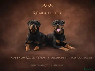 Rottweiler honden Sociale Rottweiler pups verwacht - Advertentie 4