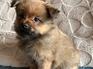 Pomchi honden Pomchi/pomeriaan - Advertentie 5