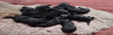 Labrador Retriever 3