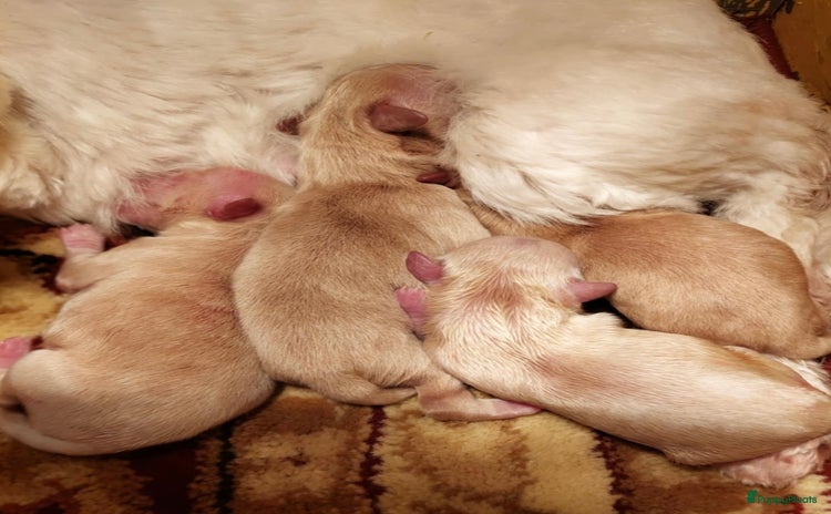 Maltipoo honden Schattige, gezonde MALTIPOO hier geboren - Advertentie 6