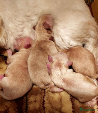 Maltipoo honden Schattige, gezonde MALTIPOO hier geboren - Advertentie 1