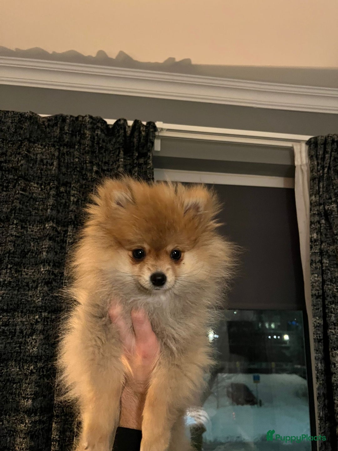 Pomeriaan honden te koop: 3 Maanden Oude Speelse & Liefdevolle Puppy - Advertentie 2