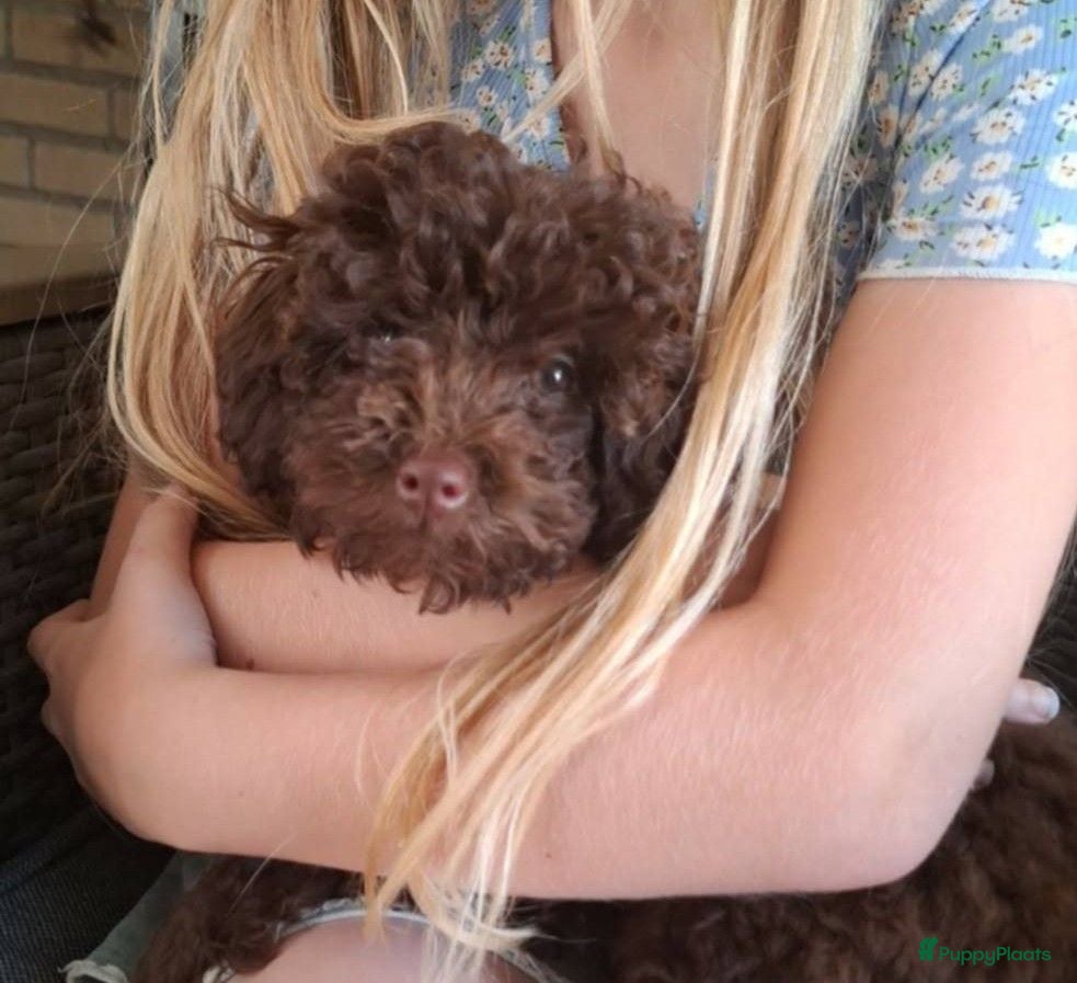 Poedel Toy honden Toy poedel  - Advertentie 4