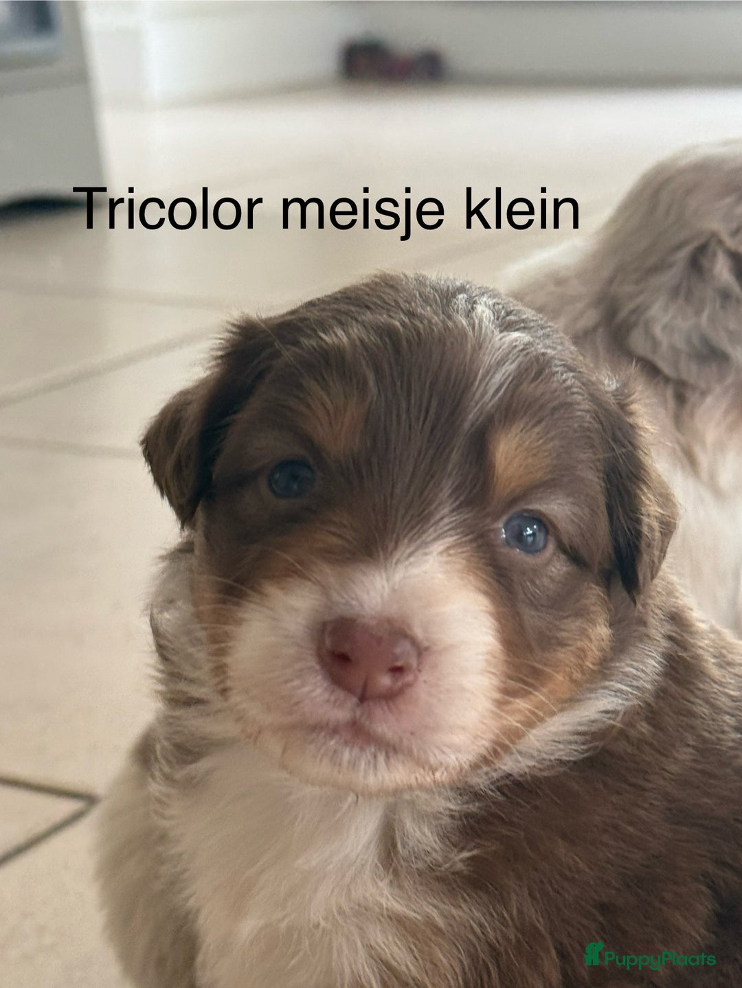 Australian Shepherd honden te koop: Raszuivere Australian Shepherd  - Afbeelding 6