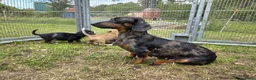 Teckel (korthaar)  honden te koop: Dwergteckel reu en teefje zoeken nieuw huisje - Advertentie 2