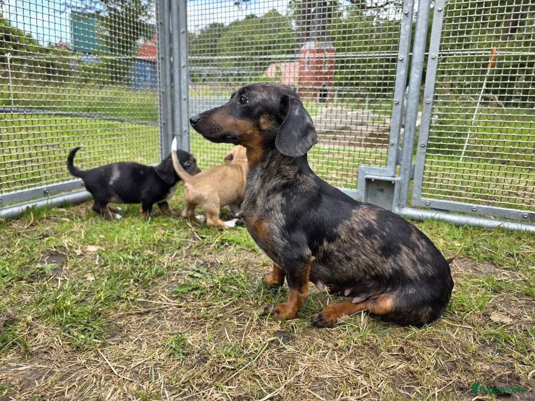 Teckel (korthaar)  honden te koop: Dwergteckel reu en teefje zoeken nieuw huisje - Advertentie 2