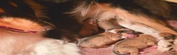 Schotse Herdershond langhaar honden te koop: Collie pups beschikbaar  in Kruisland - Advertentie 4