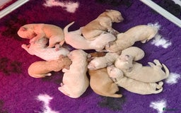 Labradoodle honden te koop: Labradoodle pups - Afbeelding 1