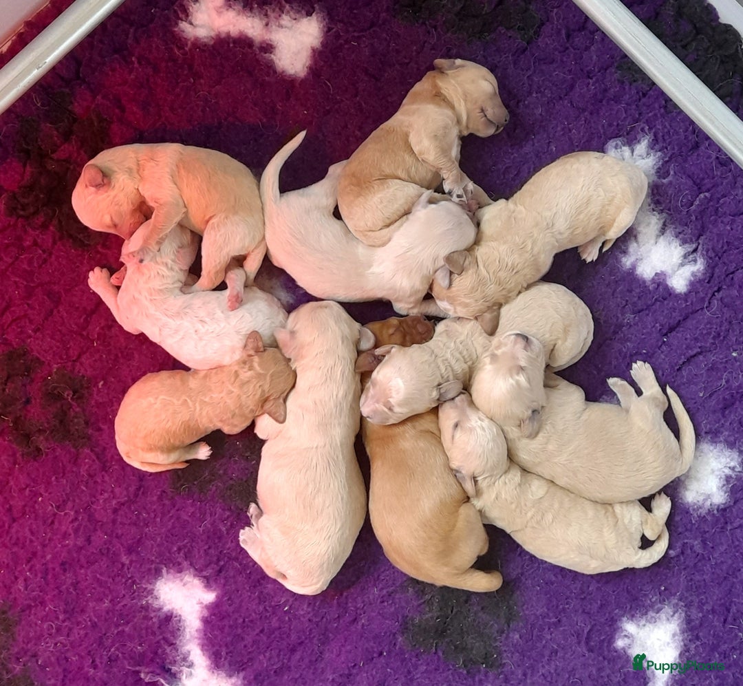 Labradoodle honden te koop: Labradoodle pups - Afbeelding 1