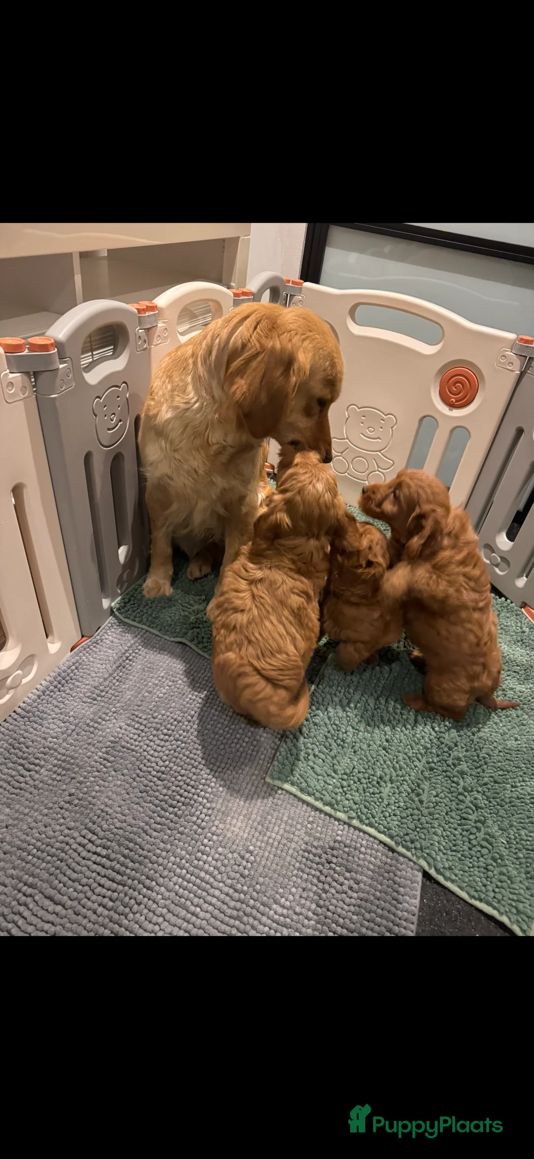 Goldendoodle honden te koop: Prachtige goldendoodle mini s  - Advertentie 22