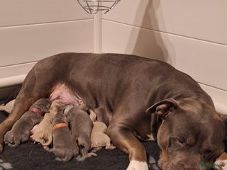 Amerikaanse Bully honden Amerikaanse bully xl pups - Advertentie 3