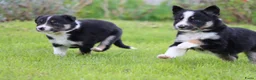 Border Collie honden te koop: Border collie pup - Advertentie 10